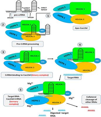 Cas13d: A New Molecular Scissor for Transcriptome Engineering